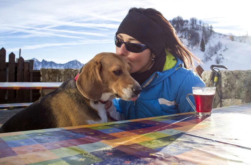  Burza w sieci po apelu Karkonoskiego Parku Narodowego. Internauci podzieleni w sprawie psów na szlakach